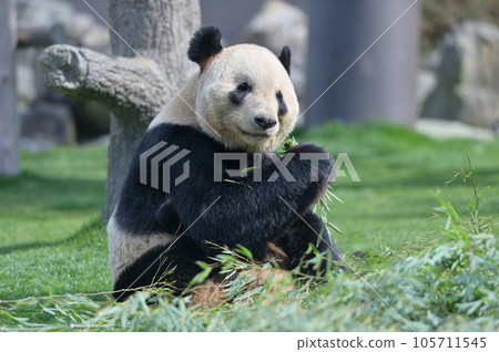 愛美吃竹子好吃 愛美吃竹子好吃 105711545