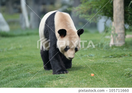 愛美找到零食 105711660