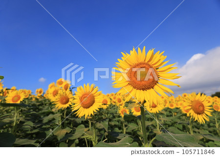 Sunflower 4075 Sunflower 4075 105711846
