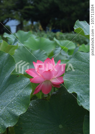 蓮花3520 105711884