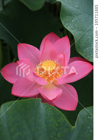 Lotus 3524 Lotus 3524 105711885