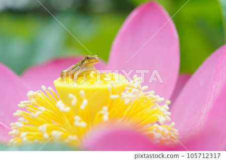 tree frog 3172 105712317