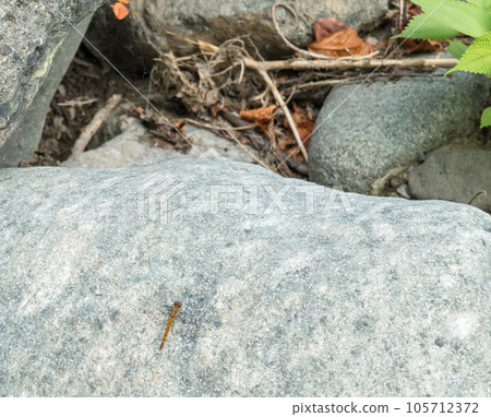 [多西河的蜻蜓] 105712372