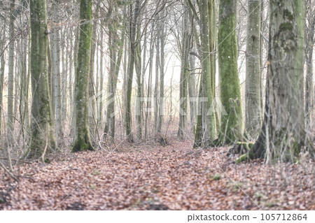 Beauty, nature and trees in a green forest during a day in winter. Fresh slim tree trunks with bare branches growing in a quiet, beautiful park with soothing, zen. Peaceful woods on a foggy morning Beauty, nature and trees in a green forest during a day in winter. Fresh slim tree trunks with bare branches growing in a quiet, beautiful park with soothing, zen. Peaceful woods on a foggy morning 105712864