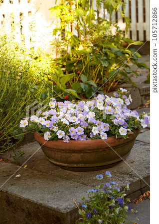 Beautiful flowers in a green garden outside in a natural backyard environment with a white fence. Landscape of vibrant flowering plant known as the linum perenne or the blue flax flower out in nature 105712866