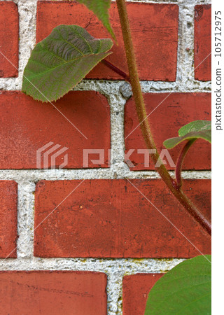 My garden. Beautiful green plant against a brick wall in a backyard, garden or park in nature. Closeup of leafy plants, vegetation or flower on a wall in a natural environment in a yard or lawn. My garden. Beautiful green plant against a brick wall in a backyard, garden or park in nature. Closeup of leafy plants, vegetation or flower on a wall in a natural environment in a yard or lawn. 105712975