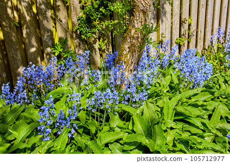 Beautiful, colorful and fresh flowers in nature on a spring day outside near a fence. Bluebell flower plants in a garden with green grass, tree and plant life. A relaxing day outside in nature. 105712977