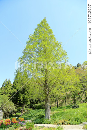 Young leaves of Metasequoia Young leaves of Metasequoia 105712997