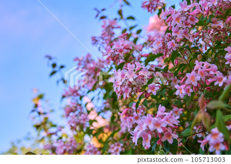 Beautiful, pretty and colorful pink flowers in a garden during spring with a blue sky background and copy space. Landscape view of natural lush flowering plants growing in a park or backyard Beautiful, pretty and colorful pink flowers in a garden during spring with a blue sky background and copy space. Landscape view of natural lush flowering plants growing in a park or backyard 105713003