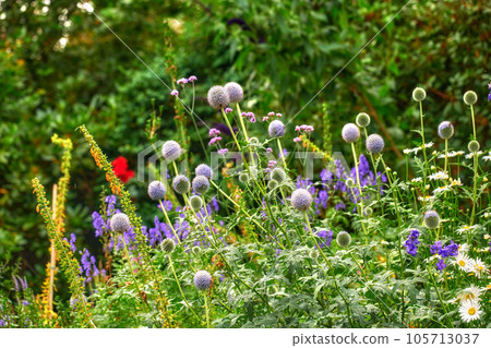 Bright, colorful and pretty flowers, plants and foliage bloom in a garden in spring time. Violet Globe Thistle, Echinops growing in the garden on a sunny summer day. A beautiful backyard in season Bright, colorful and pretty flowers, plants and foliage bloom in a garden in spring time. Violet Globe Thistle, Echinops growing in the garden on a sunny summer day. A beautiful backyard in season 105713037