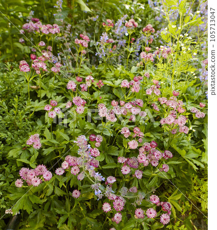 Beautiful, pretty and colorful fresh flowers growing in a green garden on a peaceful, sunny day. Many purple greater masterwort in harmony with nature, tranquil wild blooms in a zen, quiet backyard Beautiful, pretty and colorful fresh flowers growing in a green garden on a peaceful, sunny day. Many purple greater masterwort in harmony with nature, tranquil wild blooms in a zen, quiet backyard 105713047