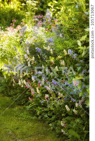 Beautiful, pretty and fresh flowers in a vibrant green garden. Catmint shrub that blooms with fragrant blossoms. Details of weeds in nature with relaxing, soothing views of beauty and harmony 105713067