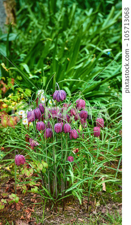 Beautiful, colorful and pretty flowers and plants in a green field or meadow. Checkered Lily or Fritillaria Bulbsis a delightful addition in gardens where it will happily bloom in mid to late spring Beautiful, colorful and pretty flowers and plants in a green field or meadow. Checkered Lily or Fritillaria Bulbsis a delightful addition in gardens where it will happily bloom in mid to late spring 105713068