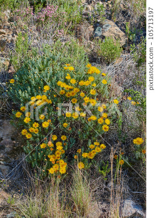 Beautiful, colorful flowers in a green natural landscape on a spring day in nature. Bright, outdoor setting with rocks, tall grass and yellow plant life. Relaxing outdoors view of blossoms growing Beautiful, colorful flowers in a green natural landscape on a spring day in nature. Bright, outdoor setting with rocks, tall grass and yellow plant life. Relaxing outdoors view of blossoms growing 105713197