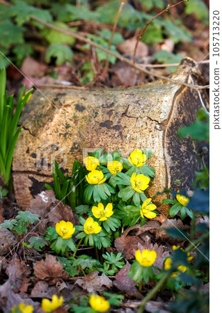 Closeup, beautiful and fresh winter flowers growing in forest, woods or remote countryside meadow. Wild yellow aconite or wolfs bane blooming for traditional medicine, healing and holistic treatment 105713220