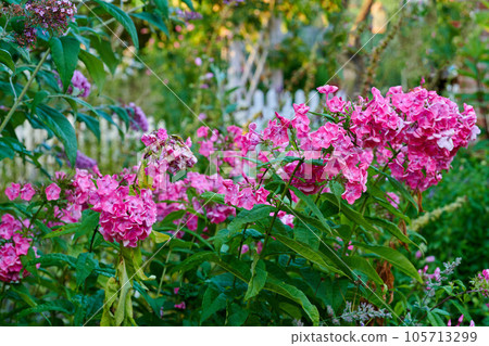 Beautiful, bright and pink flowers growing in a backyard garden in summer. Pretty flowering phlox plant flourishing and blooming in a park. Flora and plants blossoming for a nature background 105713299