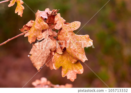 Colorful brown leaf from a tree or bush growing in a garden. Closeup of quercus robur or common english oak.from the fagaceae species of plants blooming and blossoming in nature during autumn Colorful brown leaf from a tree or bush growing in a garden. Closeup of quercus robur or common english oak.from the fagaceae species of plants blooming and blossoming in nature during autumn 105713332