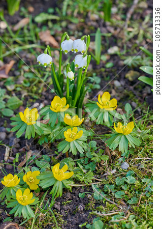 Beautiful, peaceful and wild flowers living, growth in the beginning of spring. Yellow and white colorful blooming plants in natural wet soil in the outdoors. Garden plants in the living environment. Beautiful, peaceful and wild flowers living, growth in the beginning of spring. Yellow and white colorful blooming plants in natural wet soil in the outdoors. Garden plants in the living environment. 105713356