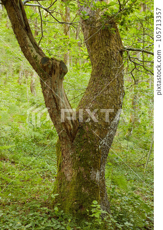 Tranquil and silent morning in a zen, quiet jungle with soothing, calm and quiet ambience. A single large oak tree growing in a lush green forest in harmony with nature in an outdoor ecosystem Tranquil and silent morning in a zen, quiet jungle with soothing, calm and quiet ambience. A single large oak tree growing in a lush green forest in harmony with nature in an outdoor ecosystem 105713357