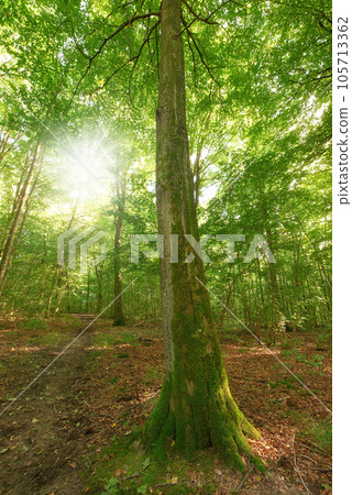 Moss covering a beech tree in remote forest, environmental conservation and nature reserve. Woods with damp algae and fungal growth in serene, tranquil and mystical area with lush green canopy trees Moss covering a beech tree in remote forest, environmental conservation and nature reserve. Woods with damp algae and fungal growth in serene, tranquil and mystical area with lush green canopy trees 105713362