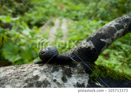 A pitch-black snail crawling on a tree Grape maimai at the Garo Plateau, Shimamaki Village, Hokkaido A pitch-black snail crawling on a tree Grape maimai at the Garo Plateau, Shimamaki Village, Hokkaido 105713373