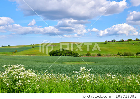 Lush green landscape of beautiful field in the countryside and cows grazing in a pasture against cloudy blue sky background. Scenic meadow with blooming trees and plants in nature Lush green landscape of beautiful field in the countryside and cows grazing in a pasture against cloudy blue sky background. Scenic meadow with blooming trees and plants in nature 105713392