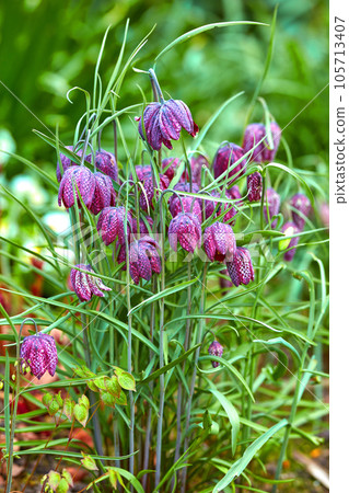 Closeup of purple snakeshead fritillary flowers growing and flowering on green stems in a remote field, meadow or home garden. Textured detail of fritillaria meleagris plants blossoming or blooming Closeup of purple snakeshead fritillary flowers growing and flowering on green stems in a remote field, meadow or home garden. Textured detail of fritillaria meleagris plants blossoming or blooming 105713407
