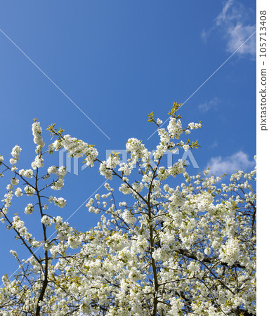 Branches of white japanese cherry blossoms against a blue sky copy space background. Delicate and pure prunus serrulata fruit tree from the rosaceae species blooming in a garden on sunny day outside Branches of white japanese cherry blossoms against a blue sky copy space background. Delicate and pure prunus serrulata fruit tree from the rosaceae species blooming in a garden on sunny day outside 105713408