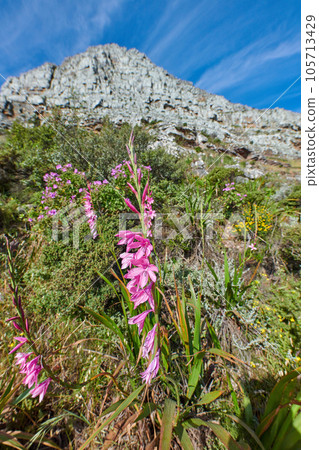 Gladiolus italicus flowers on a mountainside surrounded by fynbos and green plants at Table mountain national park. Landscape of nature thriving in harmony in the ecosystem on a sunny blue sky day 105713429
