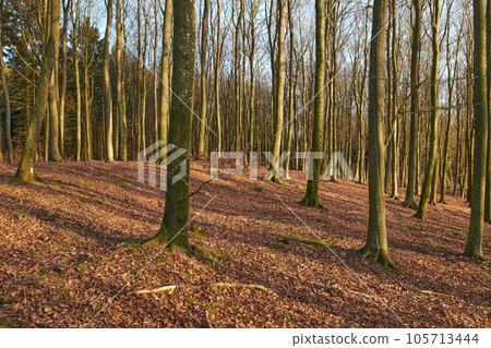 Nature copy space of tree trunks in autumn or winter for background or wallpaper. Empty and quiet fall landscape of thin plants in rural woodland with brown dead leaves on the ground Nature copy space of tree trunks in autumn or winter for background or wallpaper. Empty and quiet fall landscape of thin plants in rural woodland with brown dead leaves on the ground 105713444