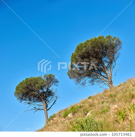 Wild trees growing on a mountain slope against a clear blue sky background with copy space. Remote and rugged nature reserve on a sunny summer day. Lush green landscape from below in a peaceful field 105713461