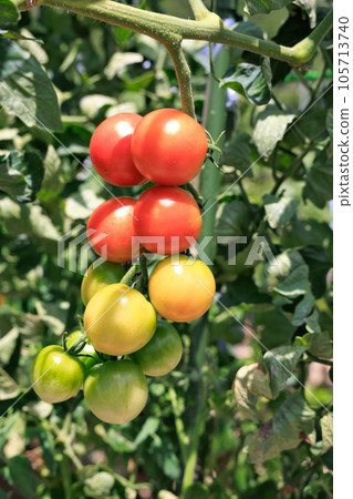 在家庭菜園的微型蕃茄 105713740