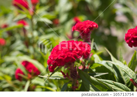 Kurume Kaitou 105713754