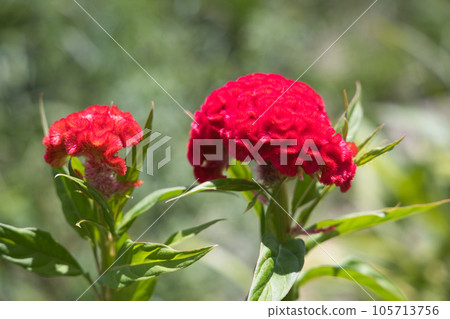 Kurume Kaitou 105713756