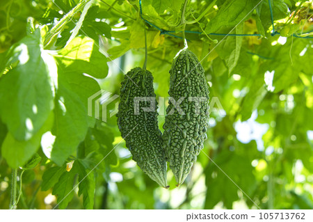 苦瓜栽培菜園 105713762