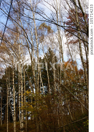 阿羅神社/白樺 105714233