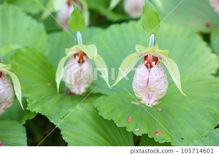 熊谷莊鮮花盛開 熊谷莊鮮花盛開 105714601