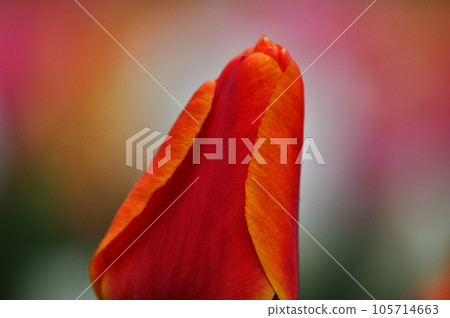 Close up of orange tulips Close up of orange tulips 105714663