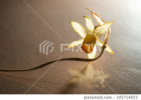 A dried narcissus flower on a beige background. 105714855