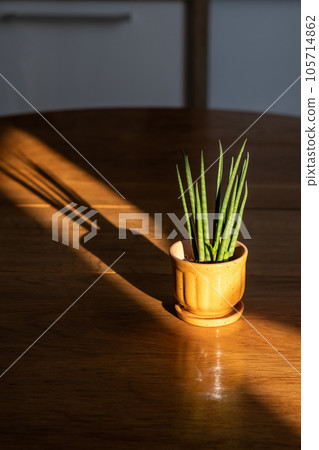 An orange pot with a green flower on the table in the rays of the sun. 105714862