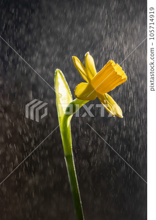 Yellow daffodils on a blurry background. Beautiful flowers. 105714919