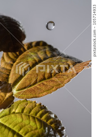 Drops drip on the leaves of domestic plants. Drops drip on the leaves of domestic plants. 105714933