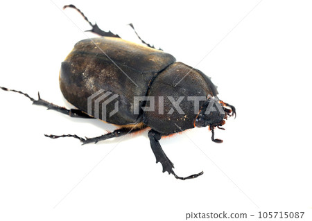 甲殼蟲♀ 105715087