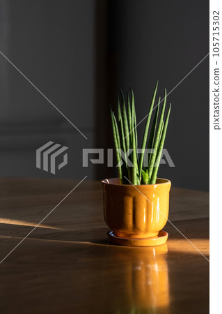 An orange pot with a green flower on the table in the rays of the sun. An orange pot with a green flower on the table in the rays of the sun. 105715302