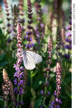Blooming purple basil flowers with a butterfly on the background. Blooming purple basil flowers with a butterfly on the background. 105715366