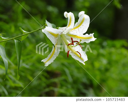 Yuri Yori沒有Hana 105715483