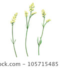 Set of 3 yellow statice flowers 105715485