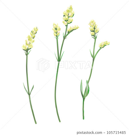 Set of 3 yellow statice flowers Set of 3 yellow statice flowers 105715485