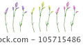 statice flower 3 color set 105715486