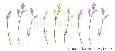 statice flower 3 color set 105715486